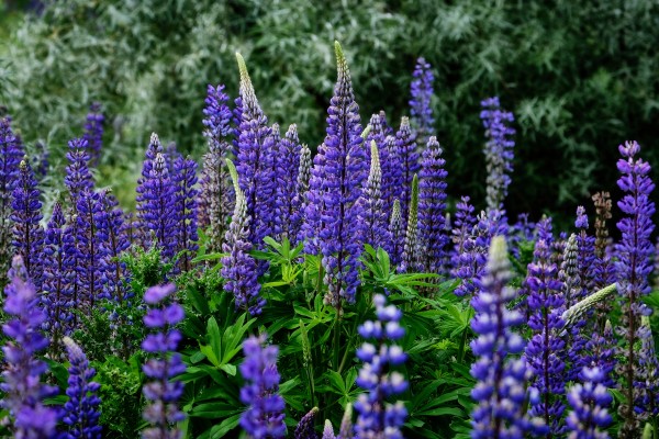 Purple Lupines by Andrew Wasik